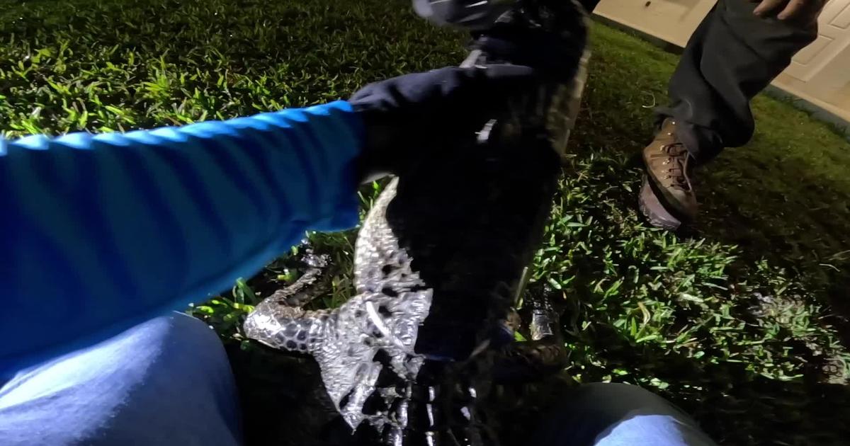 5 foot alligator appears on home door action in Cutler Bay