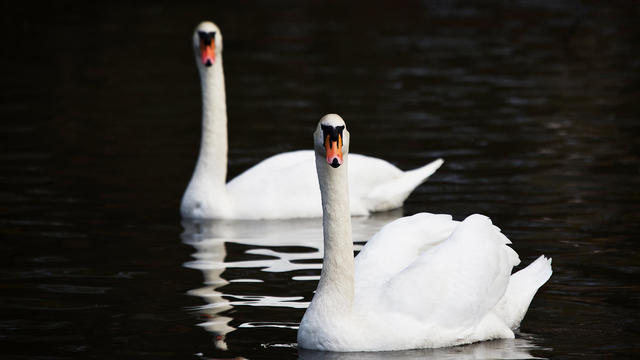 swans-1748404-640x360.jpg 