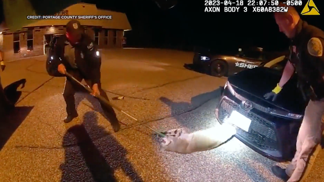 Wisconsin bobcat in car 