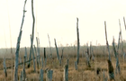 0421-cbsm-ghostforests-chen-1903885-640x360.jpg 
