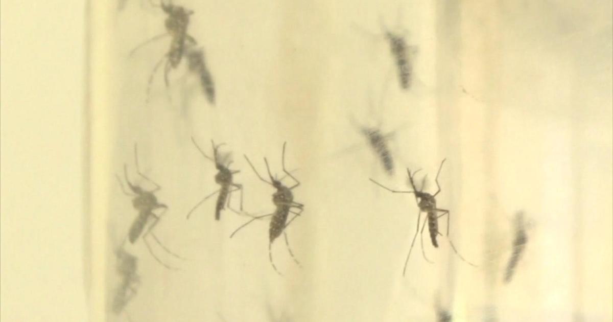 Scientists learn more about mosquito first spotted in South Florida in 2018