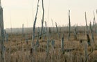0421-cbsm-ghostforests-chen-1903885-640x360.jpg 