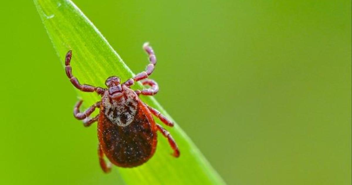How to protect yourself from ticks and Lyme disease, according to experts