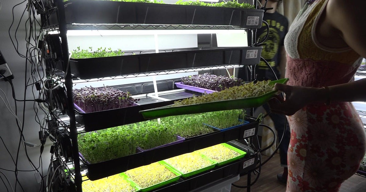 Bronx farm grows fresh microgreens for local restaurants and businesses