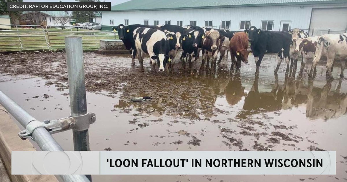 Loons fall from sky in Wisconsin due to frigid temps - CBS Minnesota