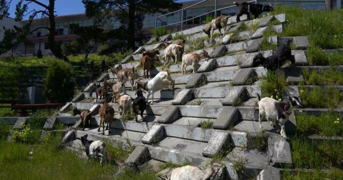 Goats help to Revitalize Post Pandemic San Francisco's Union Square