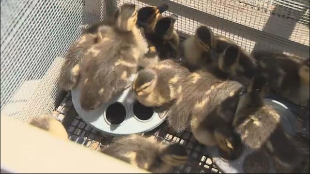 baby-mallard-ducklings.jpg 