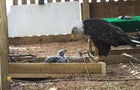 murphytheeagle-1908441-640x360.jpg 