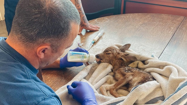San Jose firefighter feeds fawn 