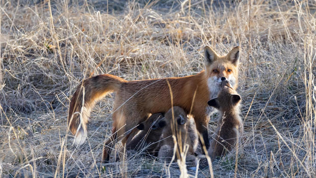 fox-family-envied-photography-copy.jpg 