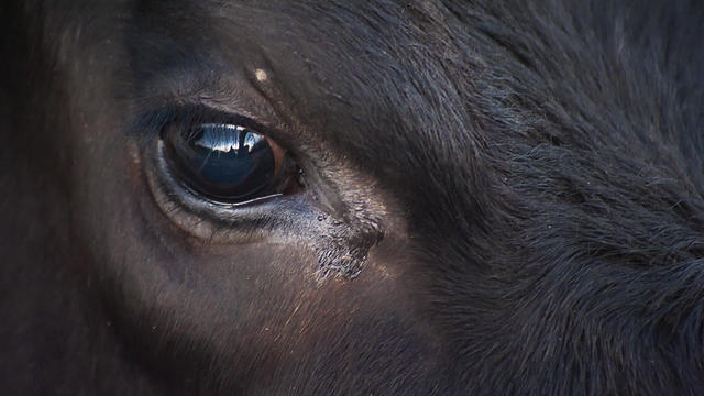 Eye of bull - close up 