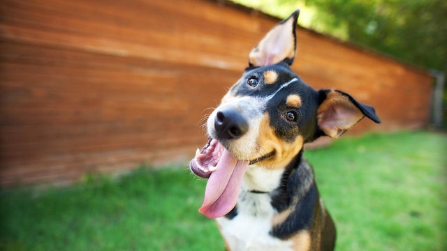 Silly Dog Tilts Head in Front of Barn 