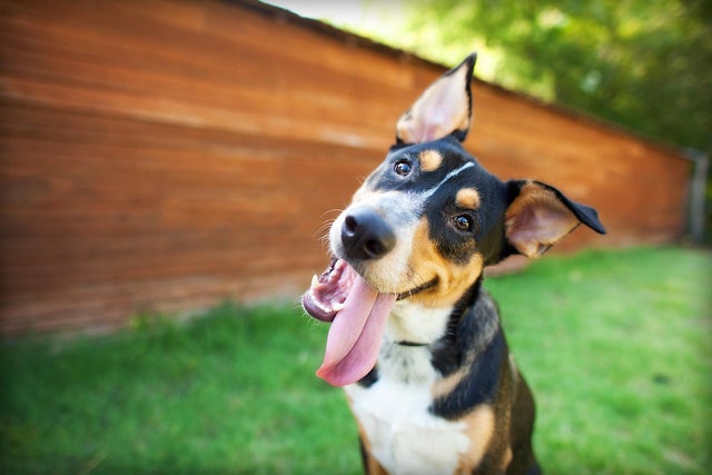 Silly Dog Tilts Head in Front of Barn 