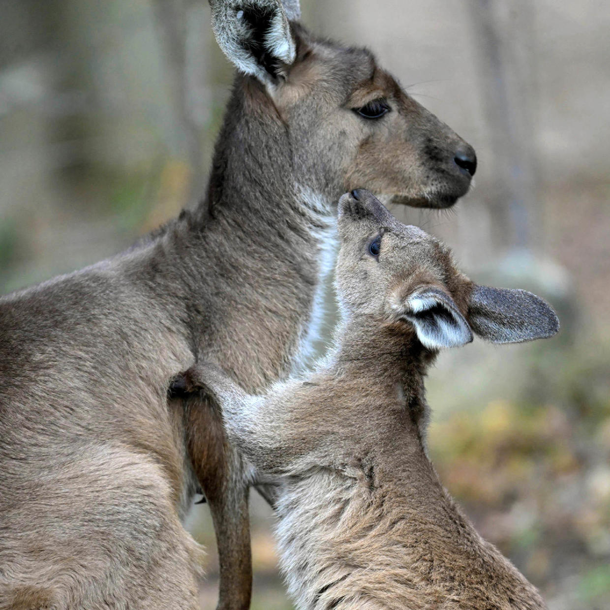 Brookfield Zoo offers some special Mother's Day gift options CBS Chicago