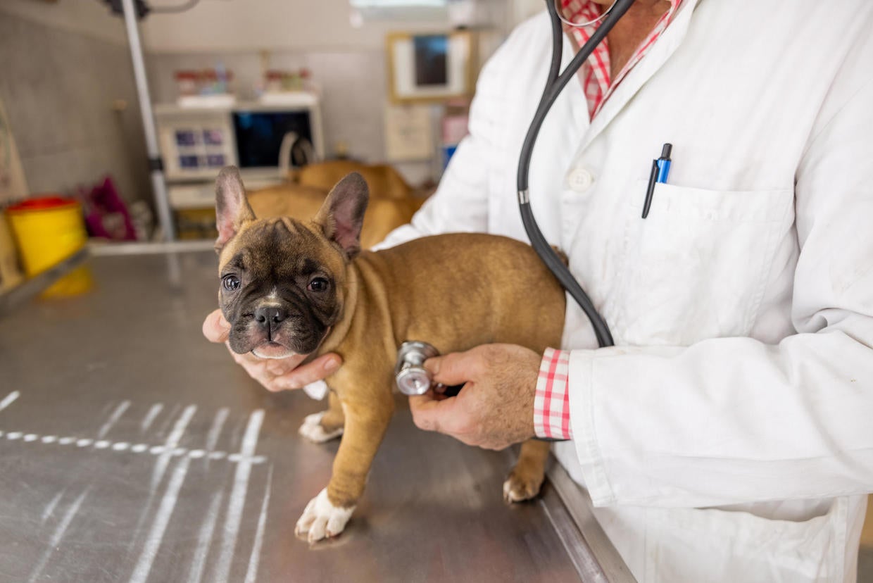 how-do-pet-insurance-waiting-periods-work-cbs-news