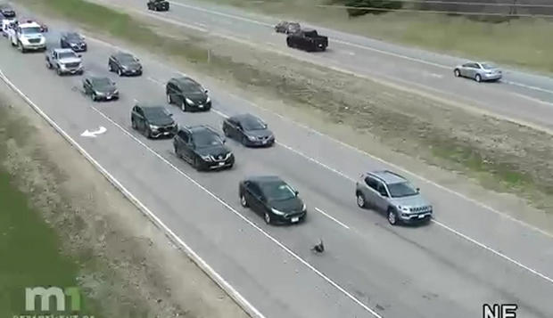 turkey-on-hwy-169-in-champlin.jpg 