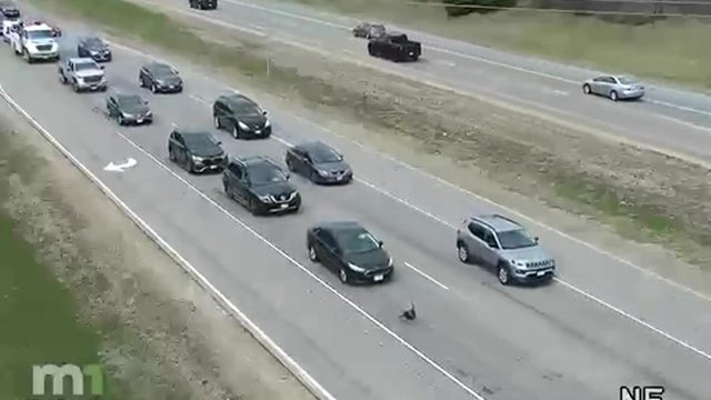 turkey-on-hwy-169-in-champlin.jpg 