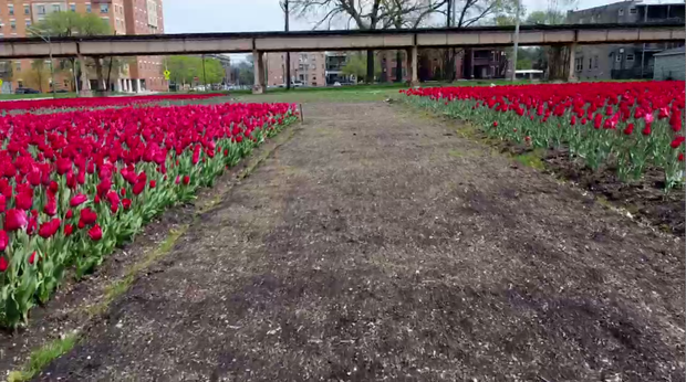washington-park-tulips-2.png 