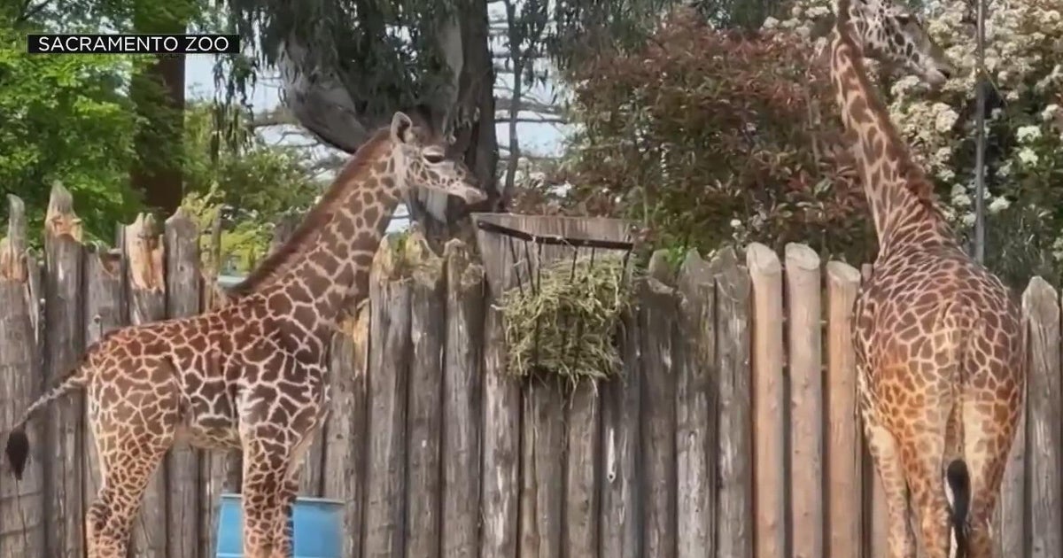 Animals at the Sacramento Zoo enjoying the warmer weather
