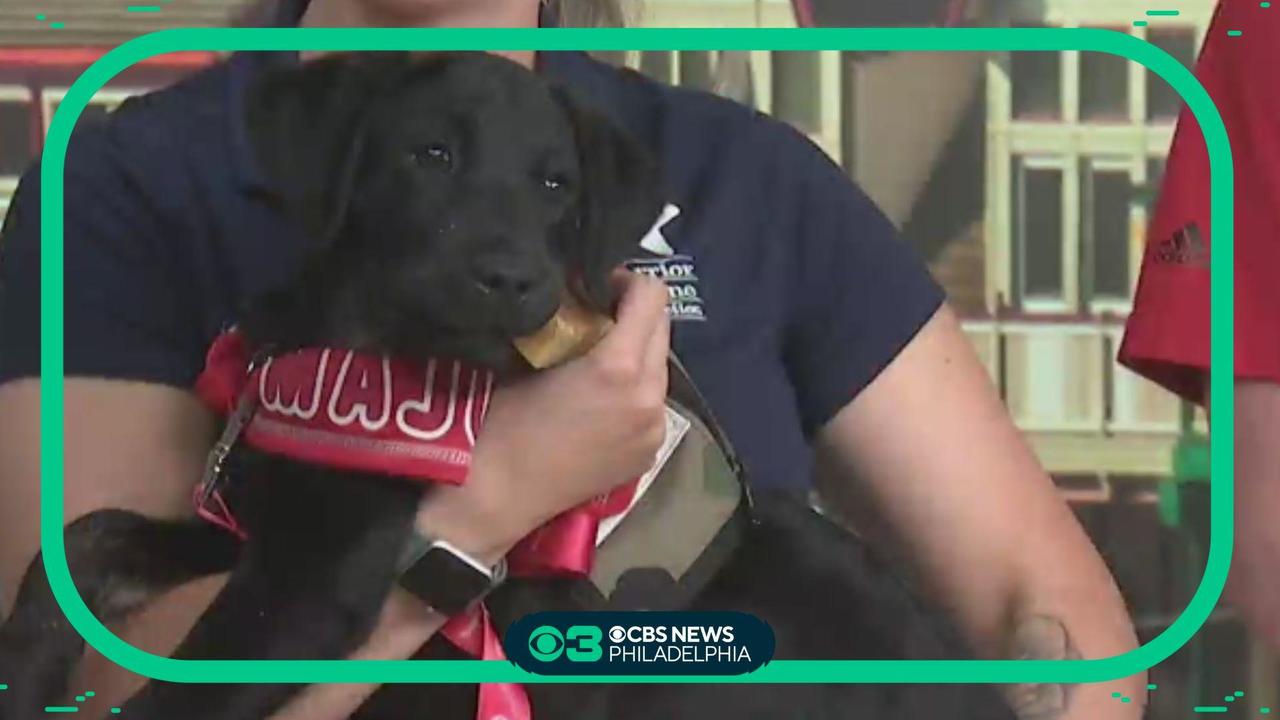 Meet the Phillies' new service dog Major - CBS Philadelphia