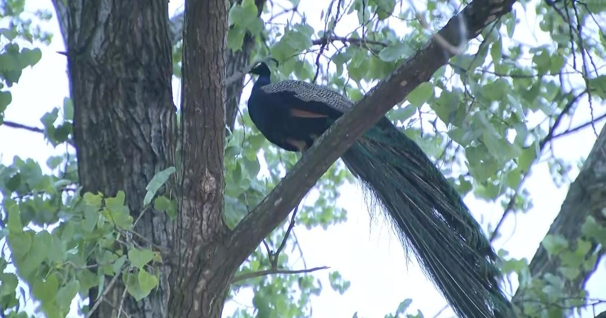 Vicious' Bronx peacock bites man, then flees to tree perch – New York Daily  News