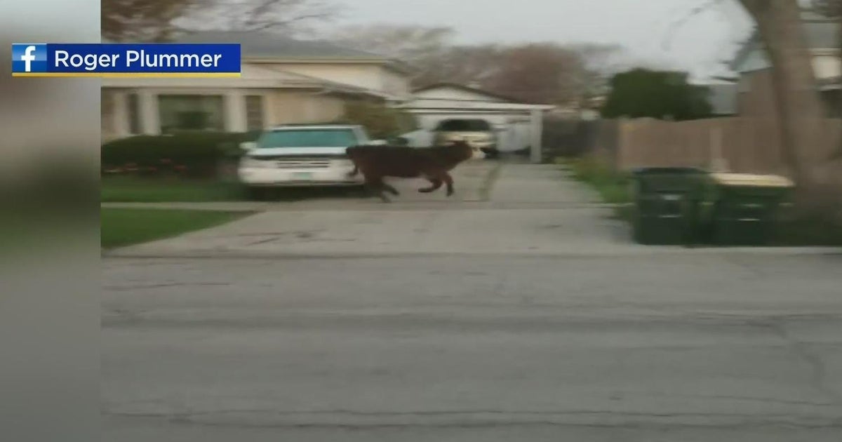 Udder chaos: Cow will get on the free in Niles soon after senior prank goes awry