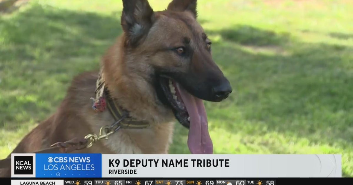 C.C., Riverside County sheriff's newest K-9, named in honor of slain ...