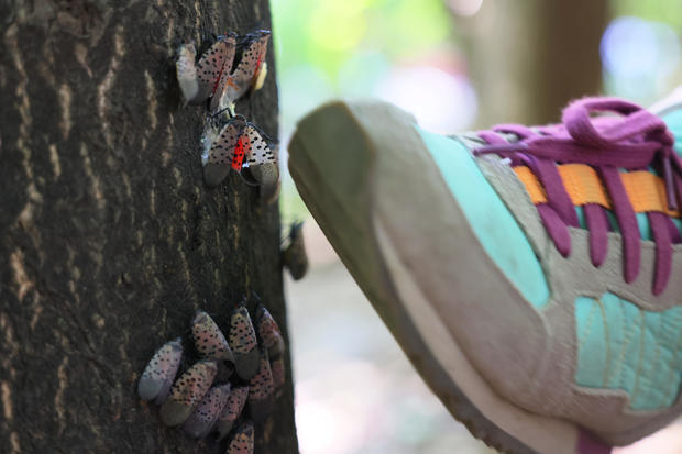 Invasive Species Spotted Lanternfly Permeates Across Northeast With Fears They Could Spread Further 