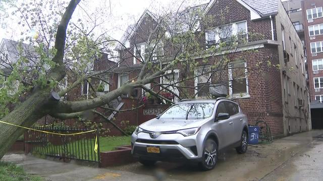 A large tree leans over a sidewalk with branches touching a home. 