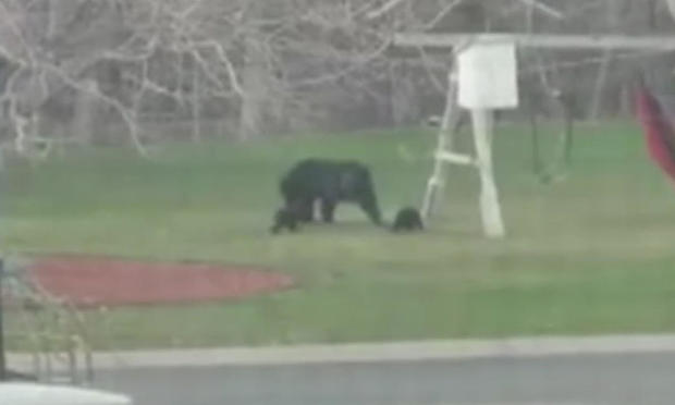 black-bear-and-2-cubs-in-maple-grove.jpg 