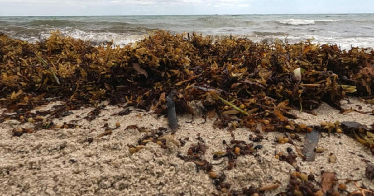Sargassum masses are threatening Florida's environment and tourist economy