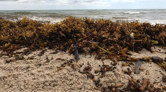 Massive clumps of seaweed from giant blob wash up on Florida beaches 