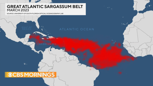 Great Atlantic Sargassum Belt 2023 