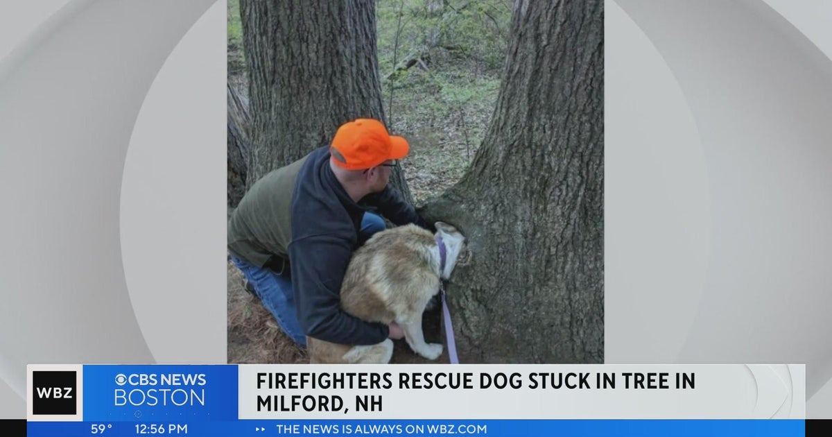 Firefighters rescue dog stuck in tree in Milford, NH - CBS Boston