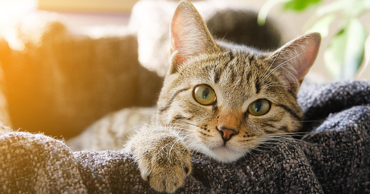 Is pet insurance worth it for cats?