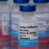 10p-pkg-gq-dog-flu-vacc-wcco3axd.jpg 