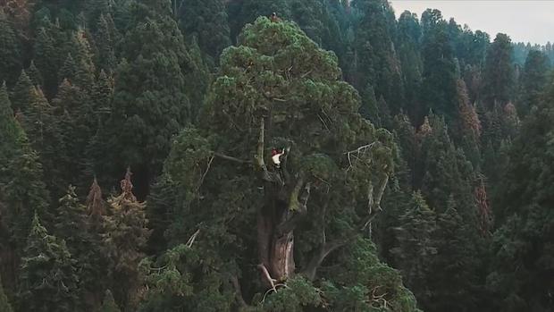California redwoods 