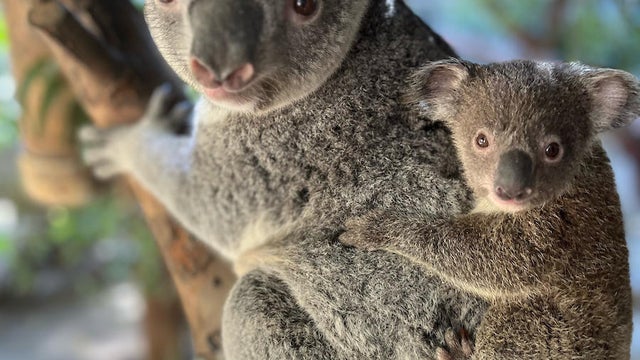 004-female-koala-maya-with-male-koala-joey-courtesy-of-los-angeles-zoo.jpg 