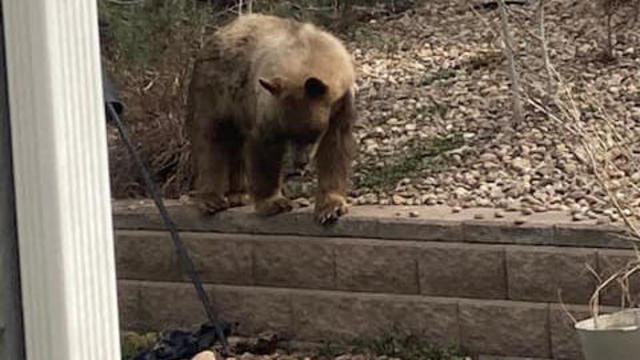 Parker police issue warning about bear seen near Gold Rush