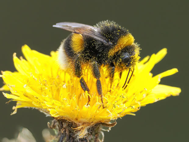 Close-up of bee on yellow flower,RSPB Bempton Cliffs,United Kingdom,UK 