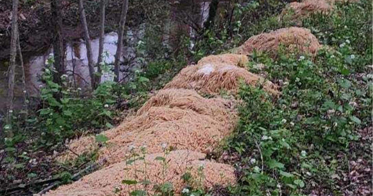Piles of pasta mysteriously dumped in New Jersey woods CBS News