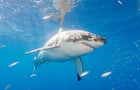 first-shark-sighting.jpg 
