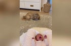 0504-uplift-sneakydog.jpg 