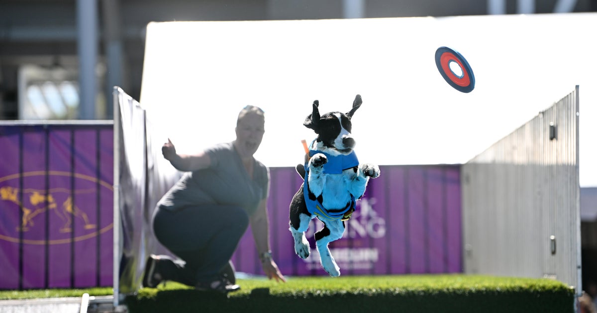 147th Annual Westminster Dog Show kicks off at Billie Jean King National Tennis Center in Queens - Vimarsana News