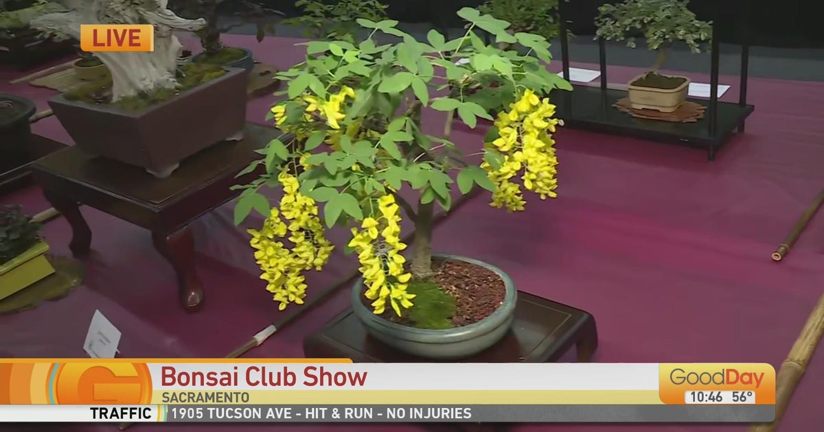 Bonsai Club Show Good Day Sacramento