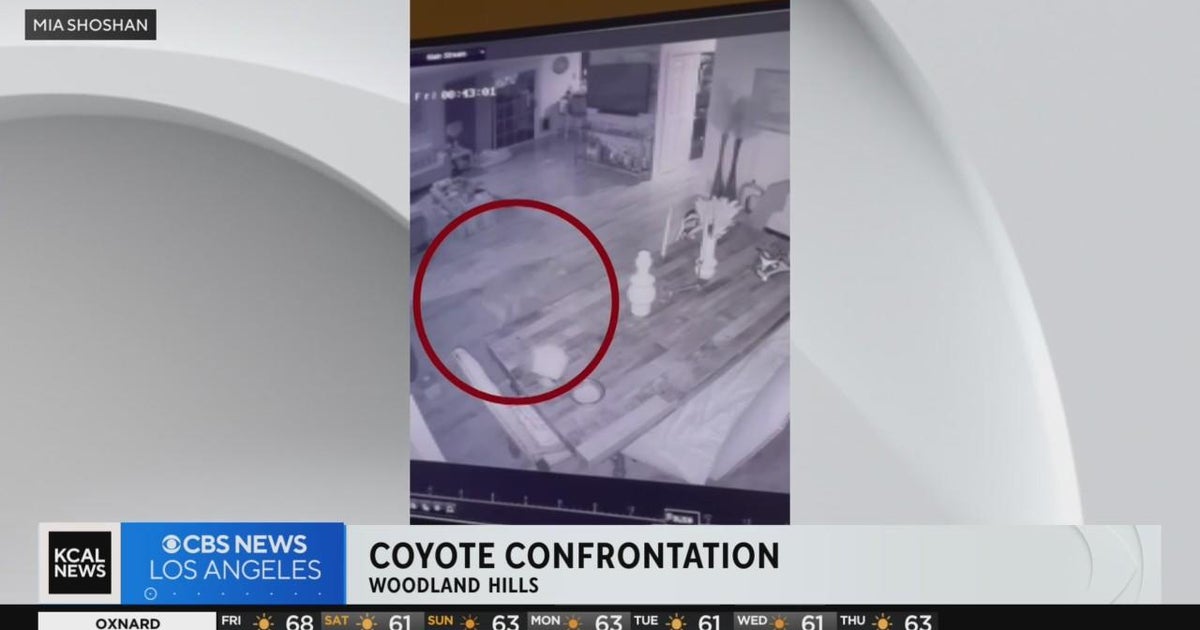 Coyote sneaks into Woodland Hills home using doggy door CBS Los Angeles