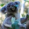 Wild koalas get chlamydia vaccine in trial to protect the species