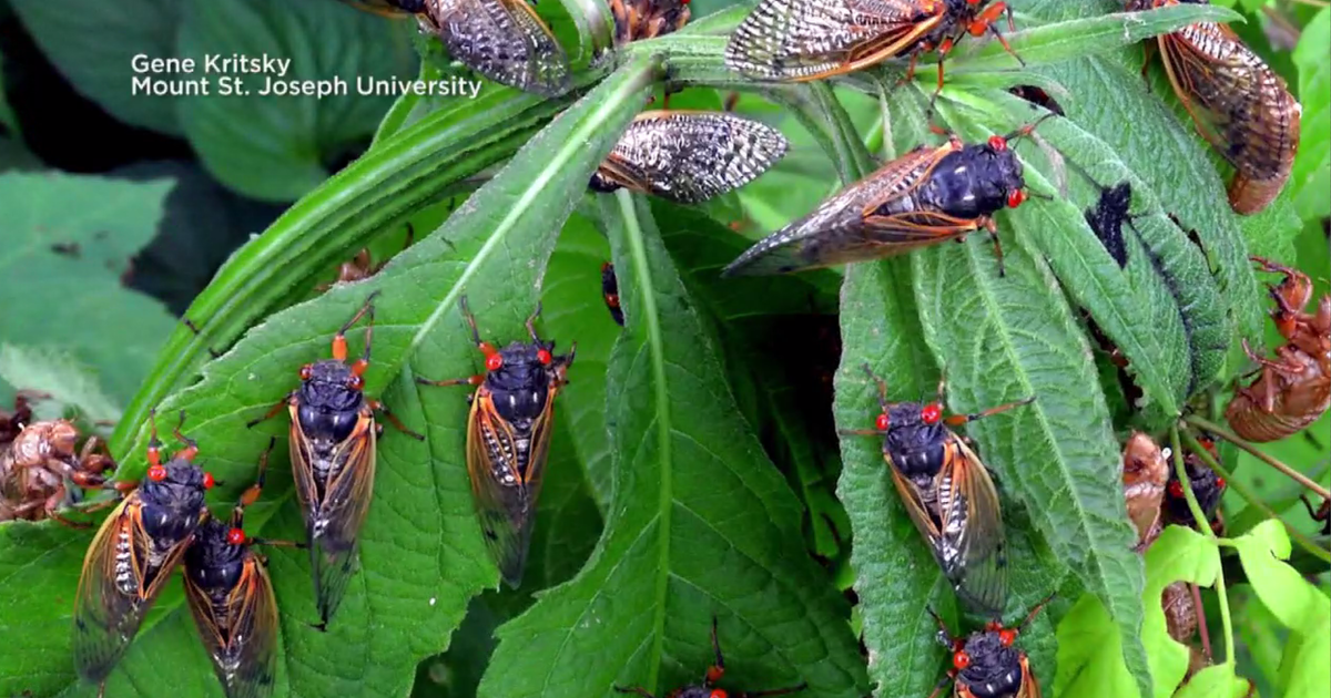 Cicadas In Chicago 2024 Kiele Merissa