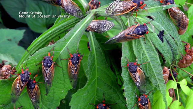 13-year, 17-year cicadas to return to Illinois, Indiana this spring - CBS  Chicago