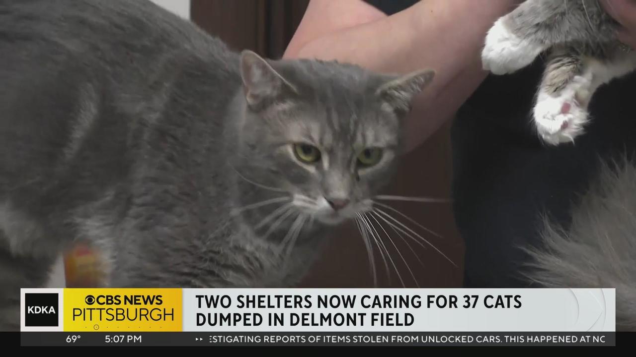 Cat Cop' Rescues Ram and Bengal from Dumpster Super Bowl Sunday